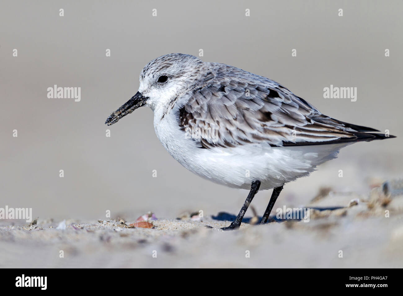 Sanderling (Calidris alba). Adulti in non-allevamento piumaggio permanente sulla sabbia. Germania Foto Stock