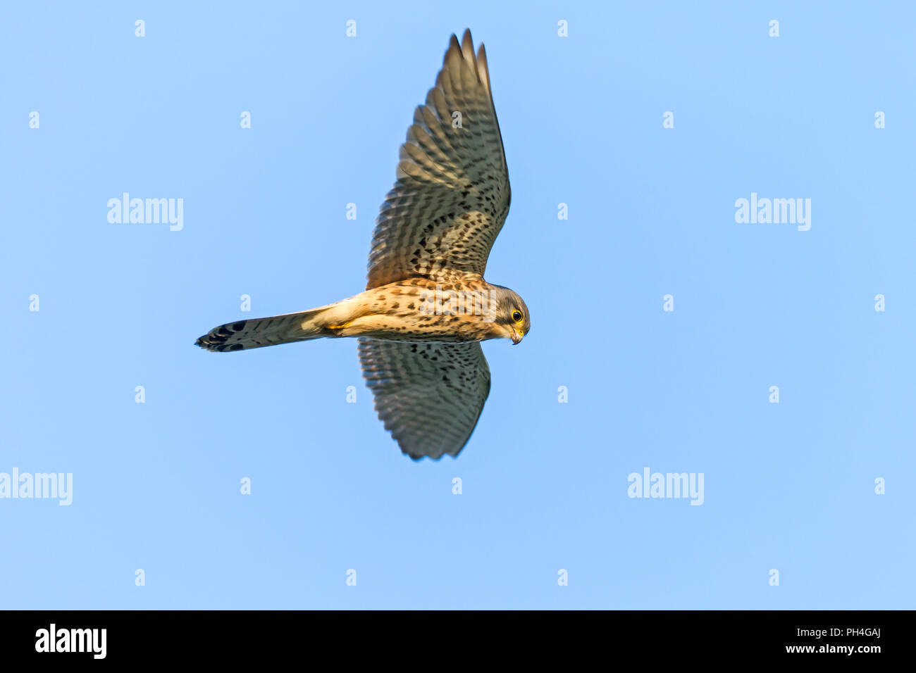 Comune di gheppio (Falco tinnunculus). Maschio in volo, in bilico. Germania Foto Stock