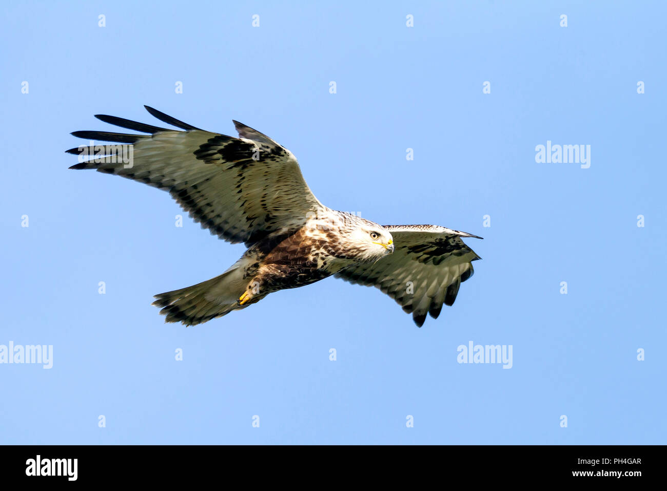 Rough-zampe Poiana (Buteo lagopus) in volo al passaggio del mouse, Germania Foto Stock