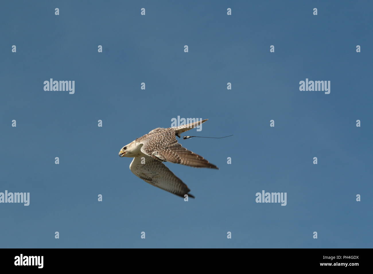 Uccello della preda Foto Stock