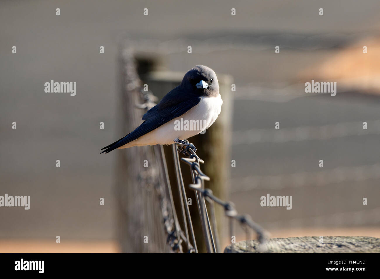 Bianco-breasted Woodswallow (Artamus leucorynchus) appollaiato sul filo di recinzione, Northwest Australia Foto Stock