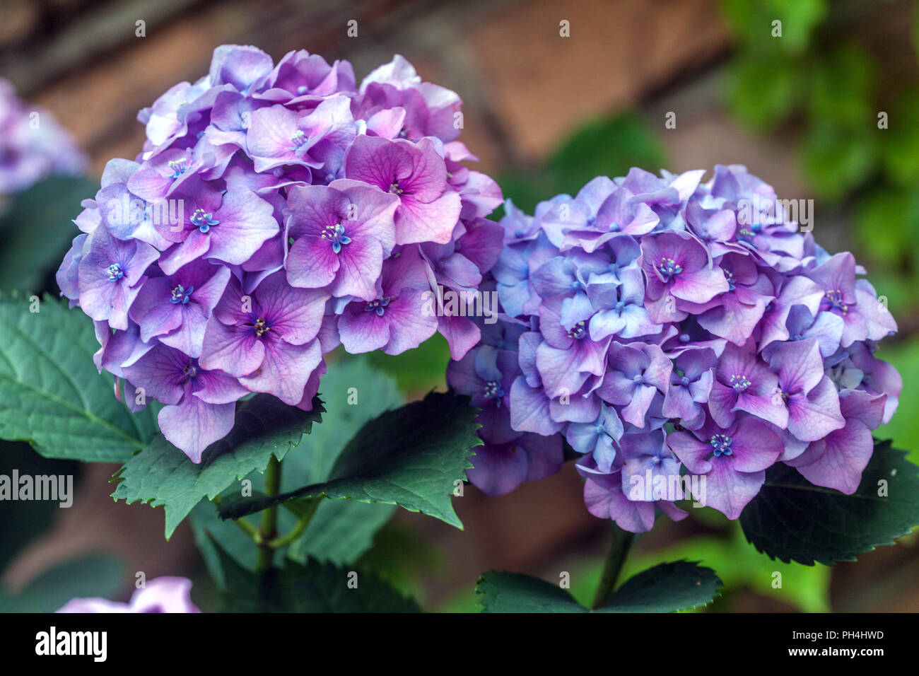 Fiori Di Ortensie Blu E Viola Hydrangea Macrophylla Foto Stock Alamy