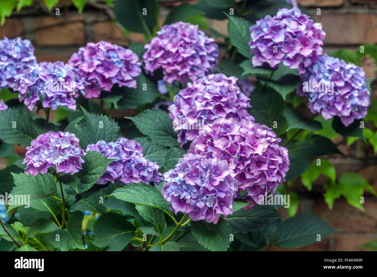 Fiori di ortensie, blu e viola, Hydrangea macrophylla Foto Stock