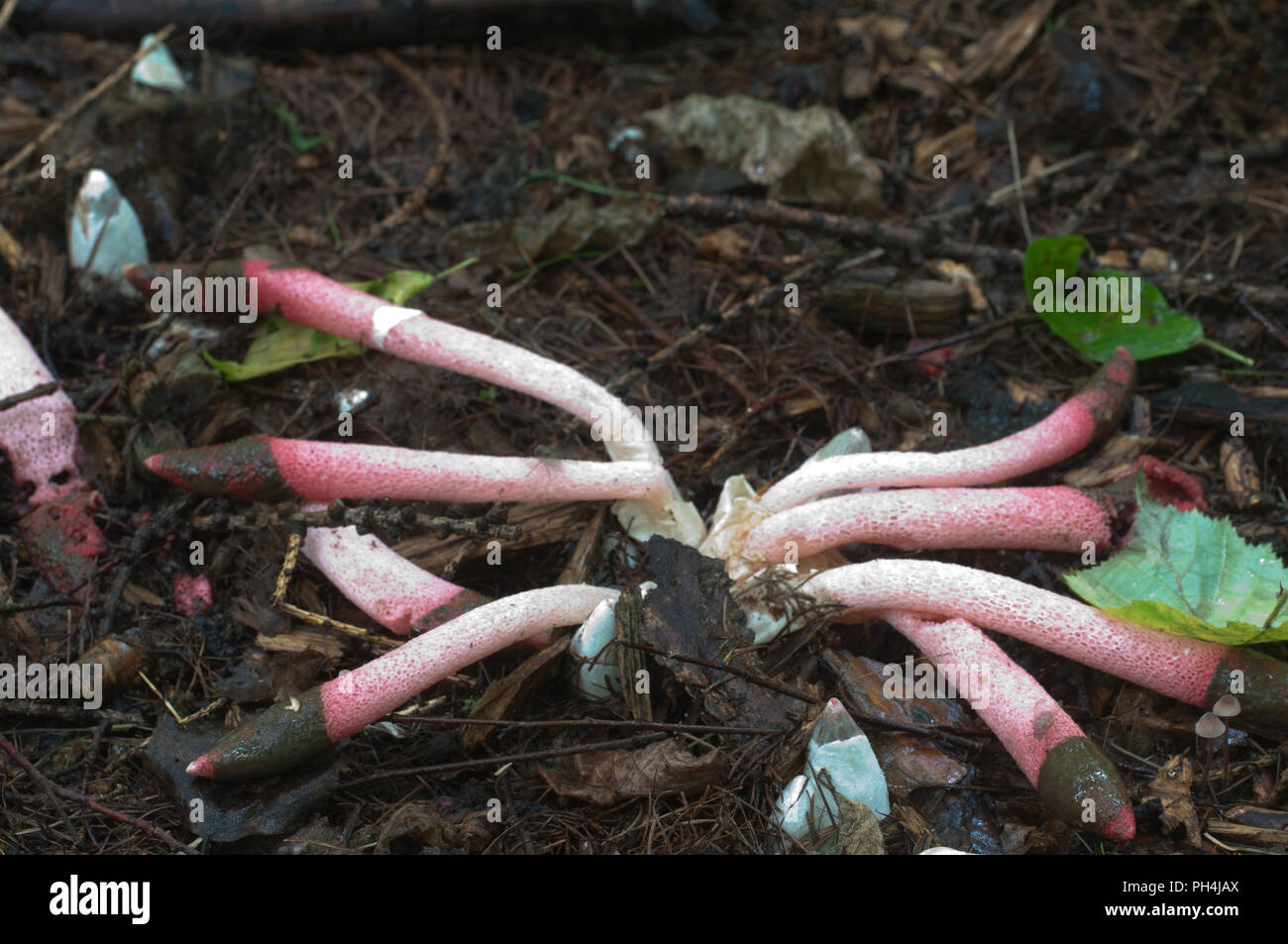 Funghi (Mutinus ravenelii) su un suolo forestale Foto Stock