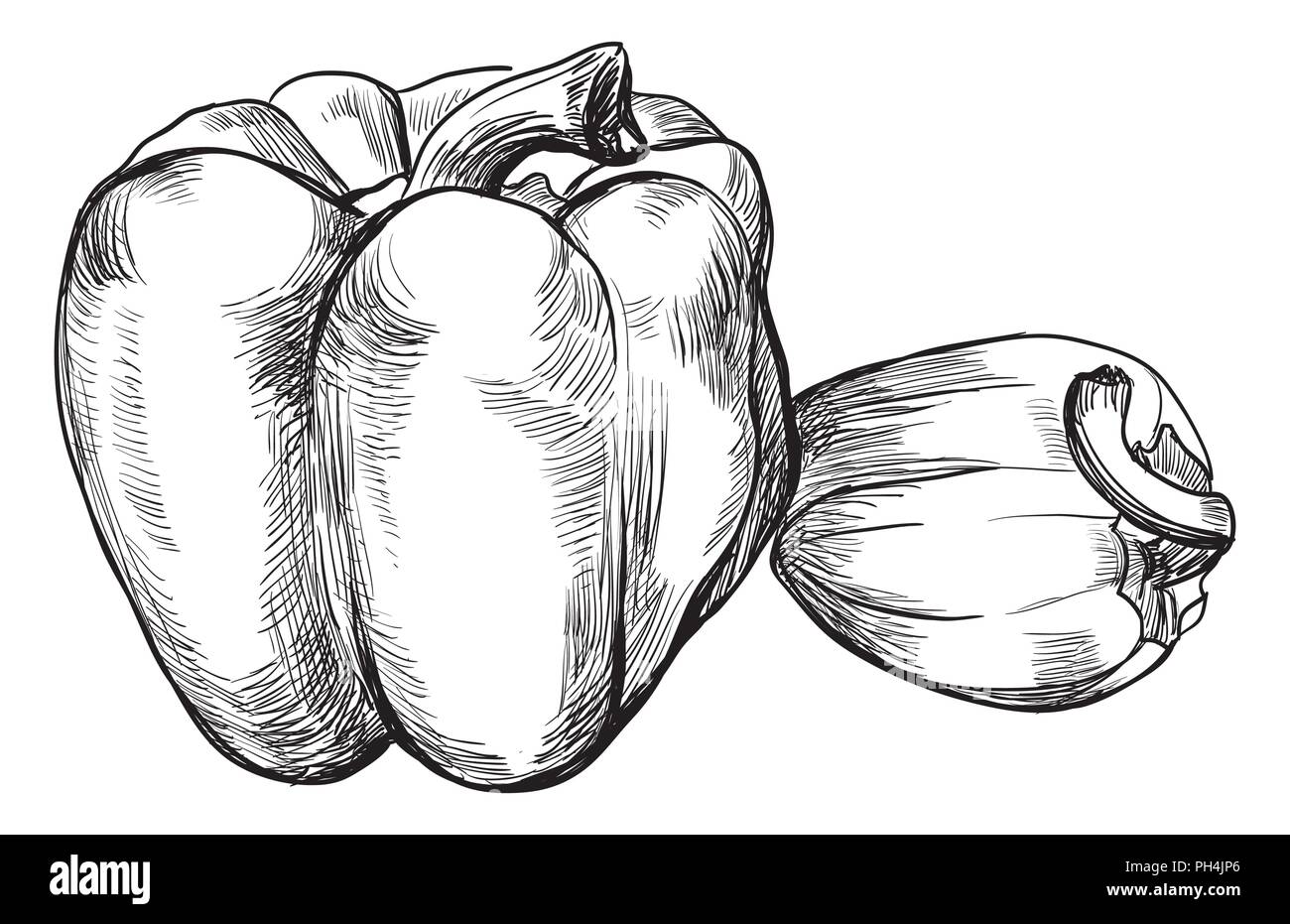 Disegnato a mano-vegetali pepe. Vettore illustrazione monocromatica isolati su sfondo bianco. Illustrazione Vettoriale