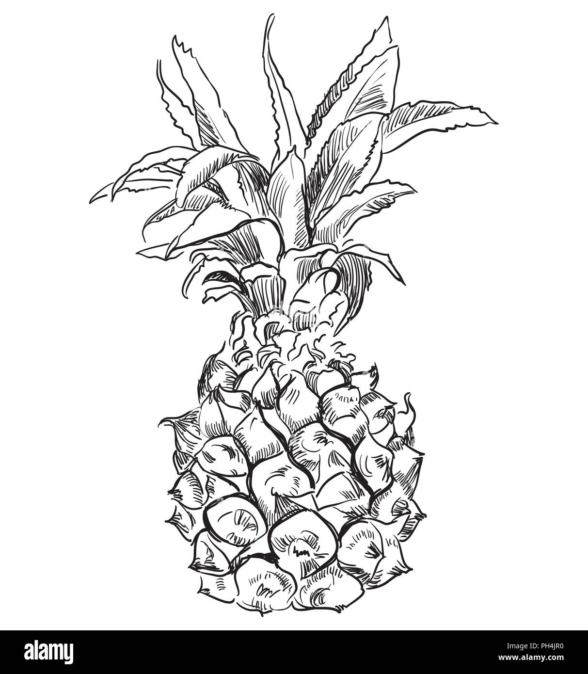 Disegnata da frutto ananas. Vettore illustrazione monocromatica isolati su sfondo bianco. Illustrazione Vettoriale