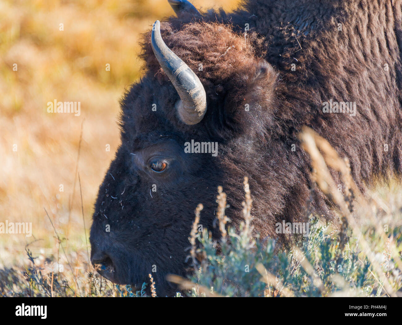 American bison bison bison, il Parco Nazionale di Yellowstone, STATI UNITI D'AMERICA Foto Stock