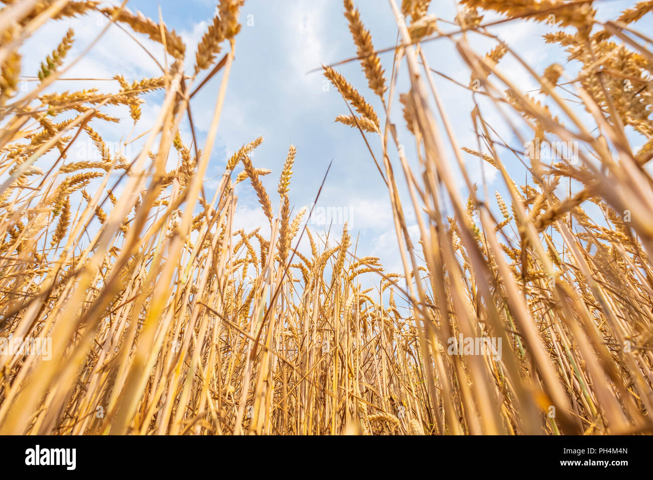 Un campo pieno di grano maturo sorge in pieno sole ed attende per il raccolto Foto Stock