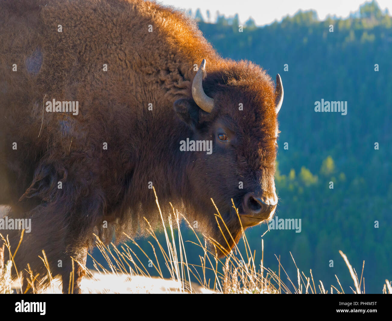 American bison bison bison, il Parco Nazionale di Yellowstone, STATI UNITI D'AMERICA Foto Stock