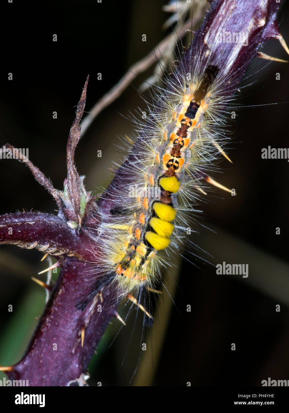 Un insetto comune trovata in una vasta gamma di habitat Foto Stock