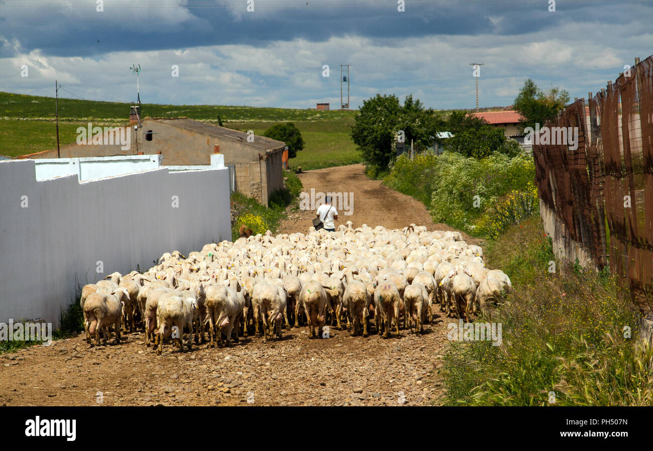 Shepard agricoltore imbrancandosi il suo gregge di pecore lungo un vicolo del paese nella campagna spagnola nella regione di Valladolid Castiglia y Leon Spagna Foto Stock