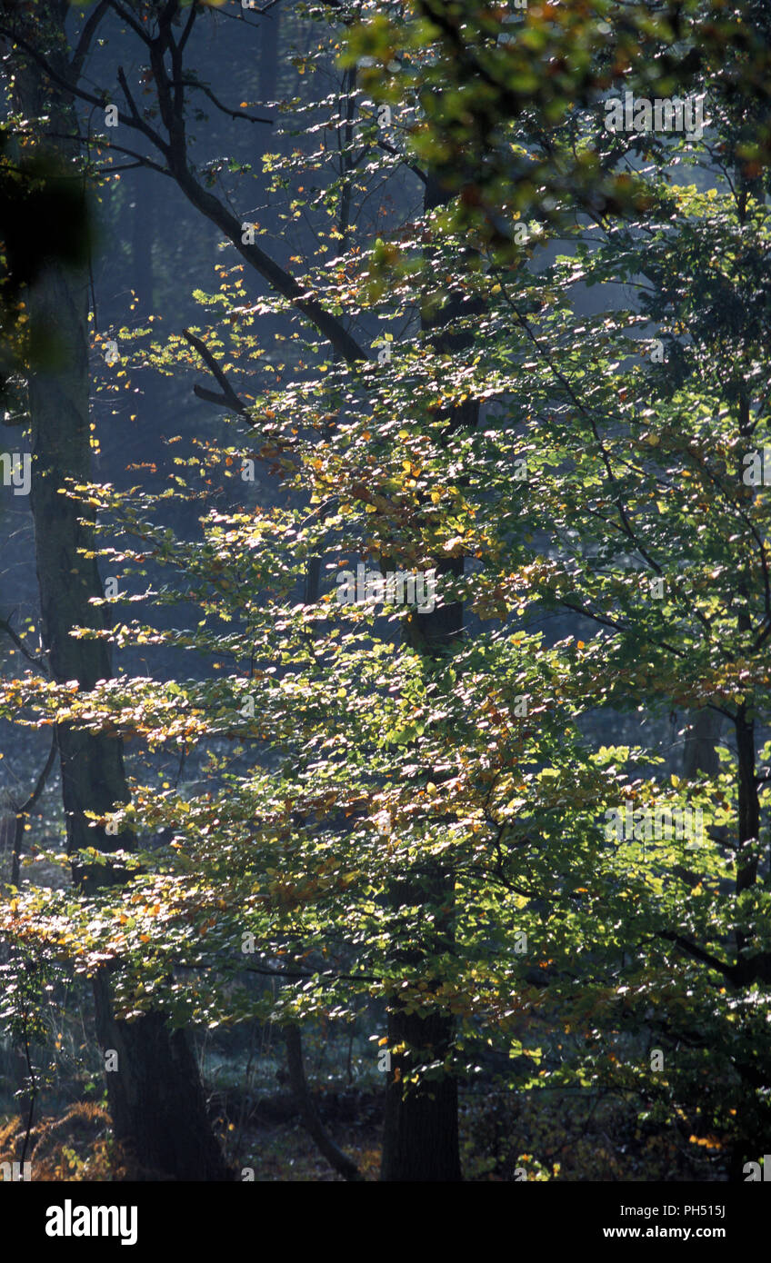 Faggio Fagus sylvatica. Foto Stock