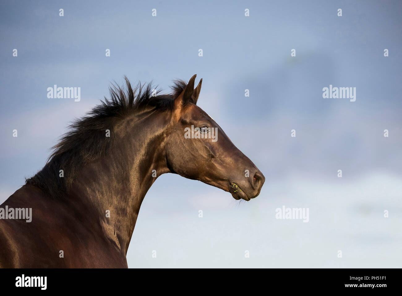 Oldenburg cavallo. Ritratto di castrazione nero. Germania Foto Stock