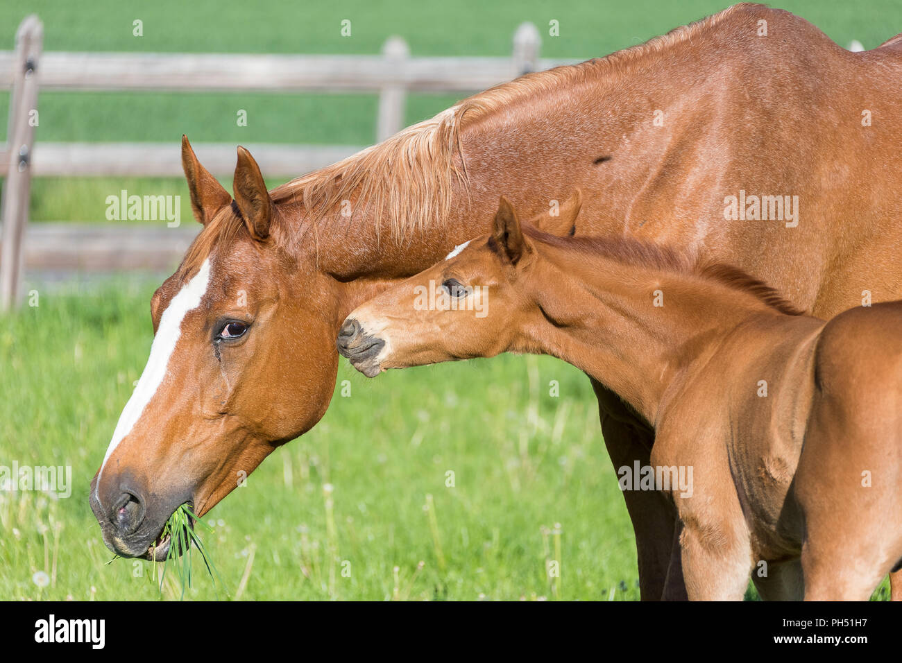 Oldenburg cavallo. Castagno smooching puledro con sua madre su un pascolo. Germania Foto Stock