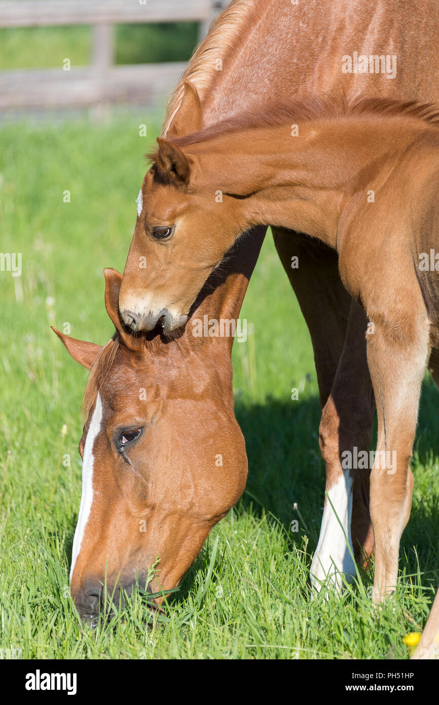 Oldenburg cavallo. Castagno smooching puledro con sua madre su un pascolo. Germania Foto Stock