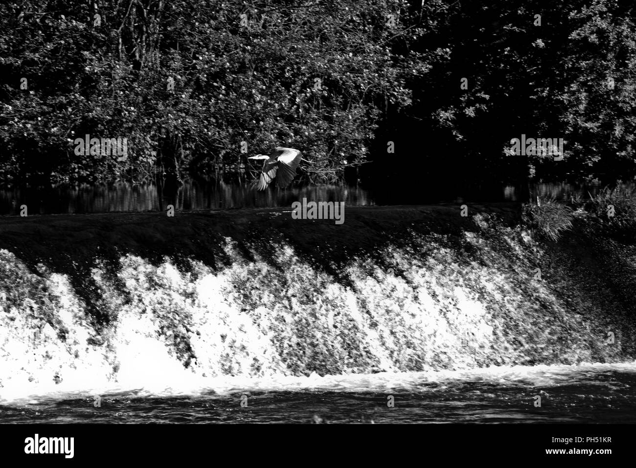 Airone di pesca su uno stramazzo sul fiume Viaur, nel villaggio di Laguépie, Tarn et Garonne, Occitanie, in Francia, in Europa in primavera Foto Stock