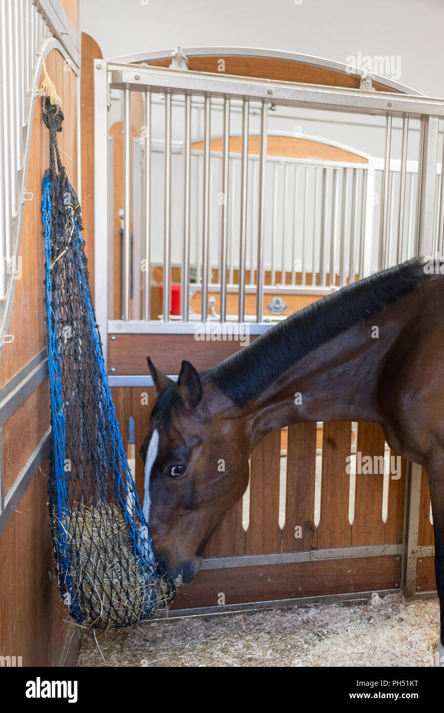 Warmblood. Bay adulto mangiando il fieno da una rete appesa al muro stabile. Germania Foto Stock