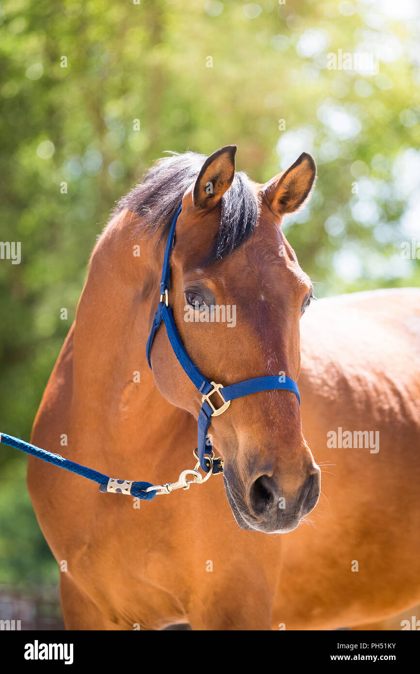 Hanoverian cavallo. Ritratto di baia castrazione Lantinus III (nato 1998). Germania Foto Stock