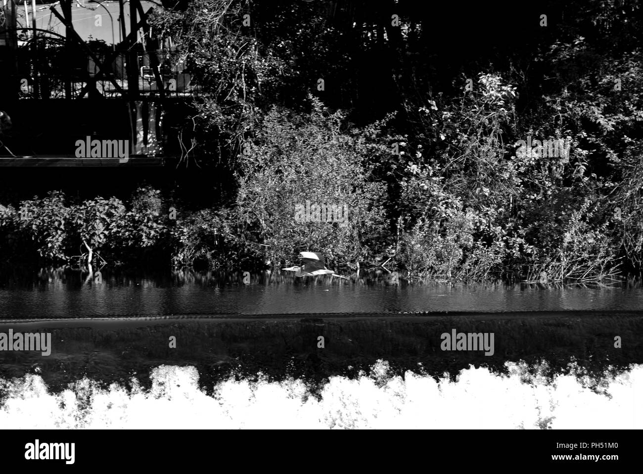 Airone di pesca su uno stramazzo sul fiume Viaur, nel villaggio di Laguépie, Tarn et Garonne, Occitanie, in Francia, in Europa in primavera Foto Stock