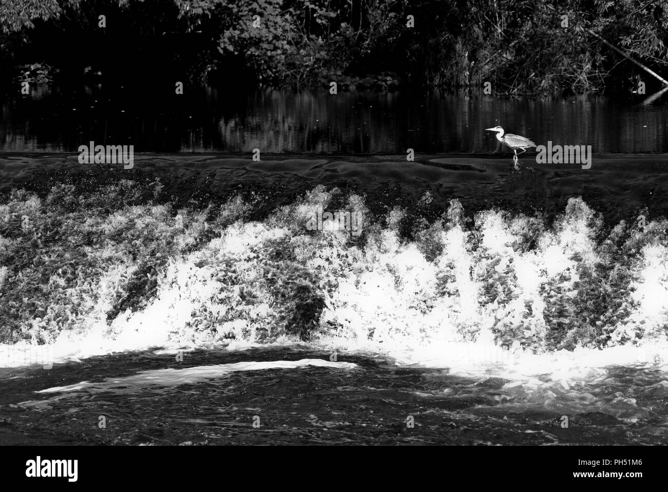 Airone di pesca su uno stramazzo sul fiume Viaur, nel villaggio di Laguépie, Tarn et Garonne, Occitanie, in Francia, in Europa in primavera Foto Stock