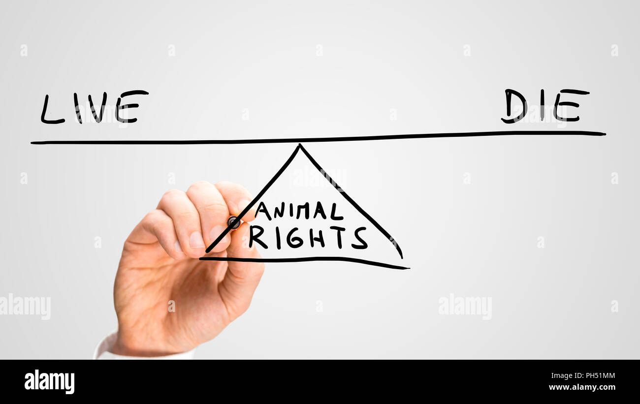 Diritti degli animali - di vivere o di morire, una immagine concettuale dello stato dei diritti degli animali con un uomo di disegno di un altalena su una interfaccia virtuale il bilanciamento Foto Stock
