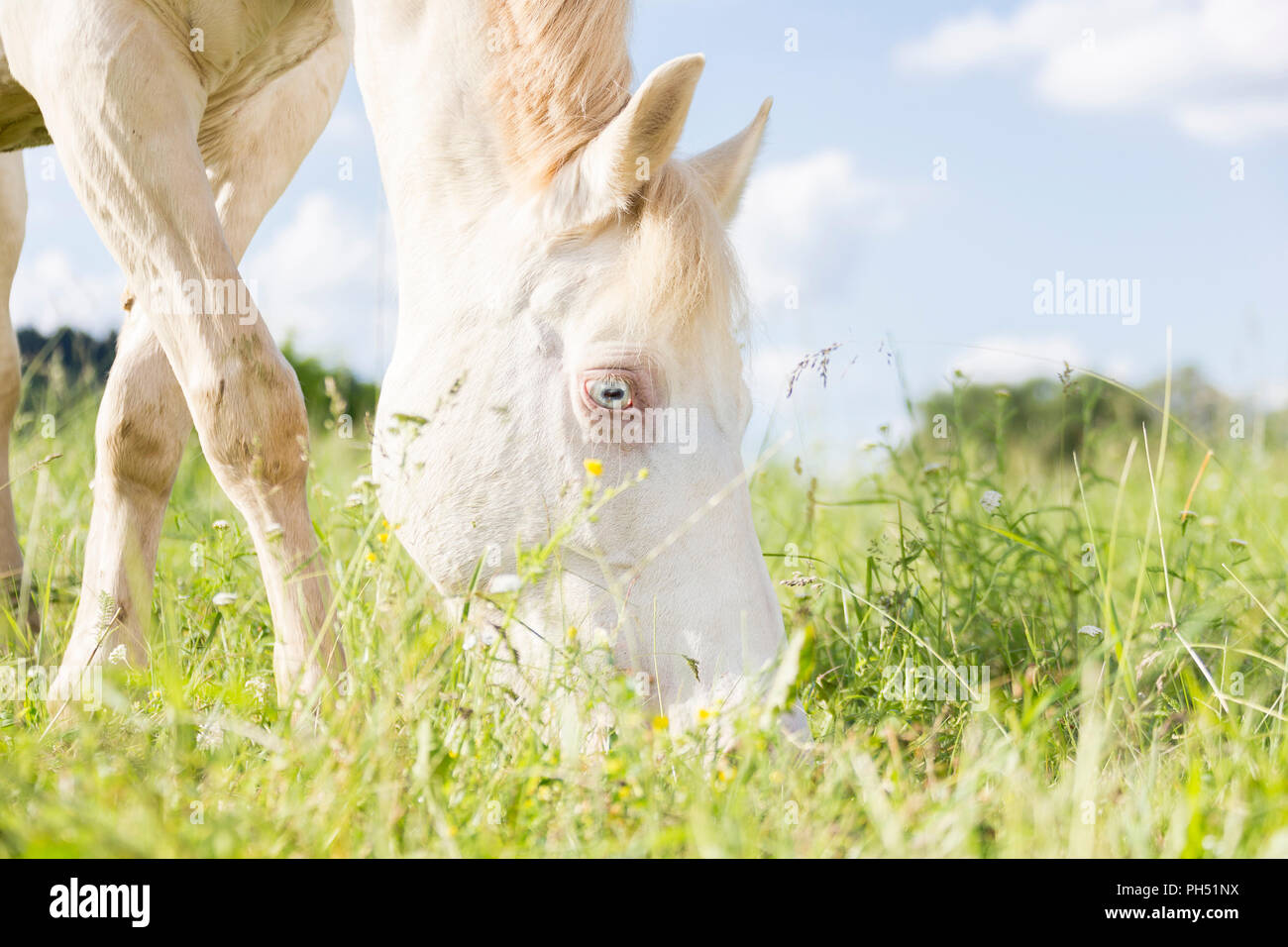 Welsh Cob (sezione D). Cremello mare di pascolare su un pascolo. Austria Foto Stock