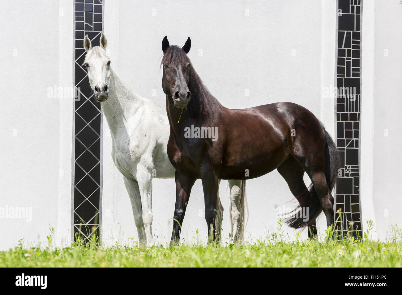 Purosangue e Warmblood austriaco. Grigio permanente di castrazione, visto contro uno sfondo bianco. Austria Foto Stock