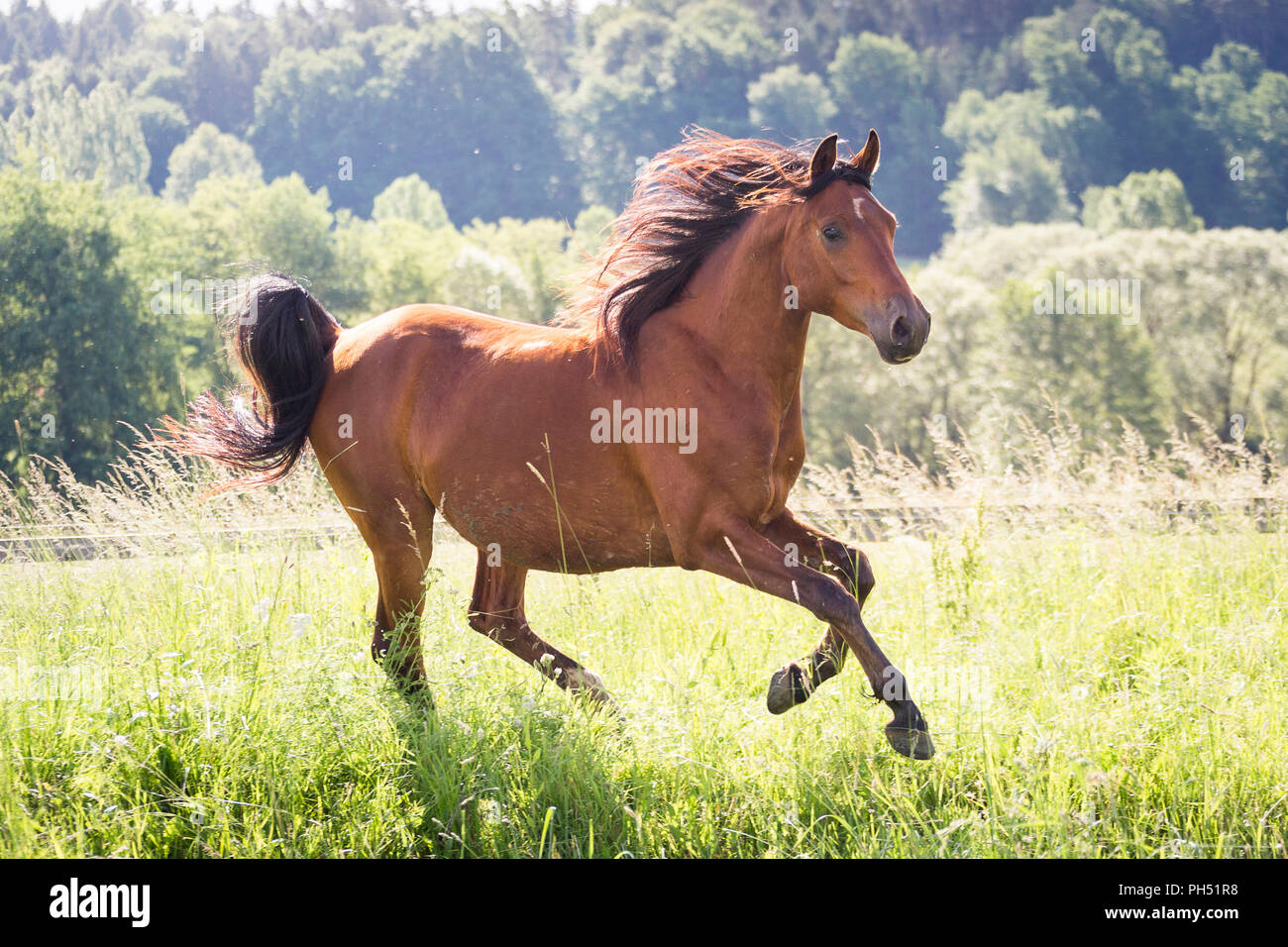 Shagya Arabian. Bay castrazione al galoppo su un pascolo. Austria Foto Stock