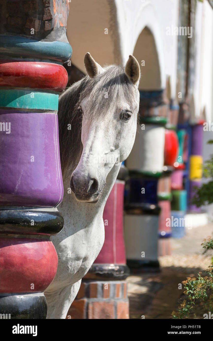 Puro Cavallo Spagnolo, PRE, Cavallo andaluso. Gray stallion a piedi tra colonne multicolori in hotel e spa Rogner Bad Blumenau (progettata da Friedensreich Hundertwasser). La Stiria, Austria Foto Stock