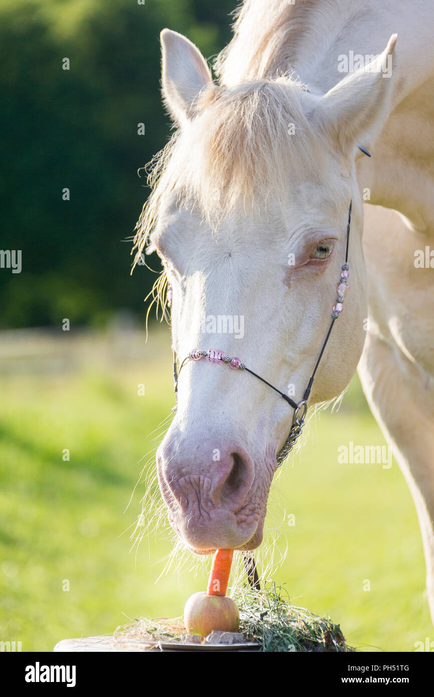 Welsh Cob (sezione D). Cremello mare di mangiare la sua torta di compleanno. Austria Foto Stock