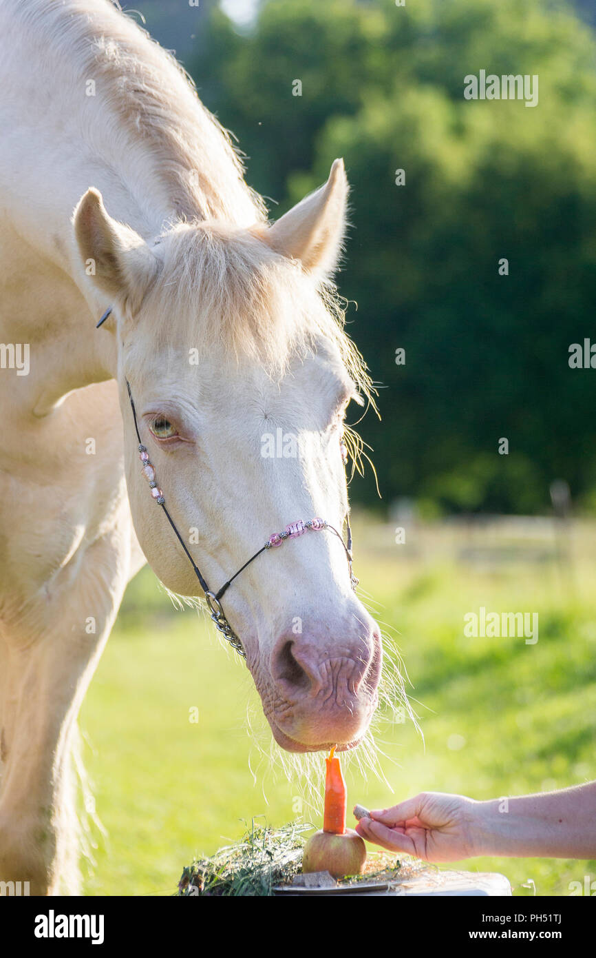 Welsh Cob (sezione D). Cremello mare guardando la sua torta di compleanno. Austria Foto Stock