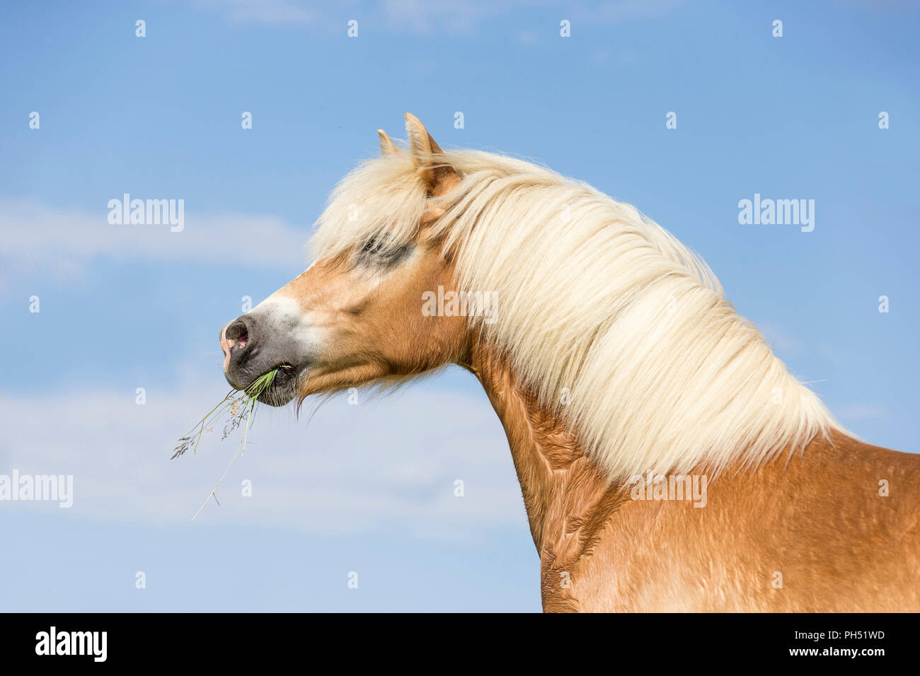 Cavalli di Razza Haflinger. Ritratto di un mare. Austria Foto Stock
