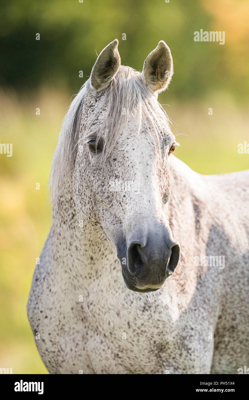 Cavallo Arabo. Ritratto di un grigio fleabitten mare. Austria Foto Stock