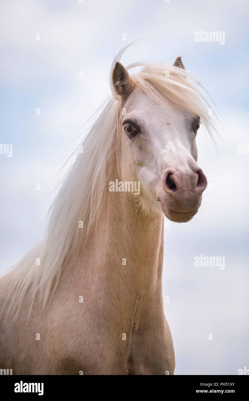 Welsh Pony di montagna. Ritratto di Palomino, visto contro il cielo. Germania Foto Stock