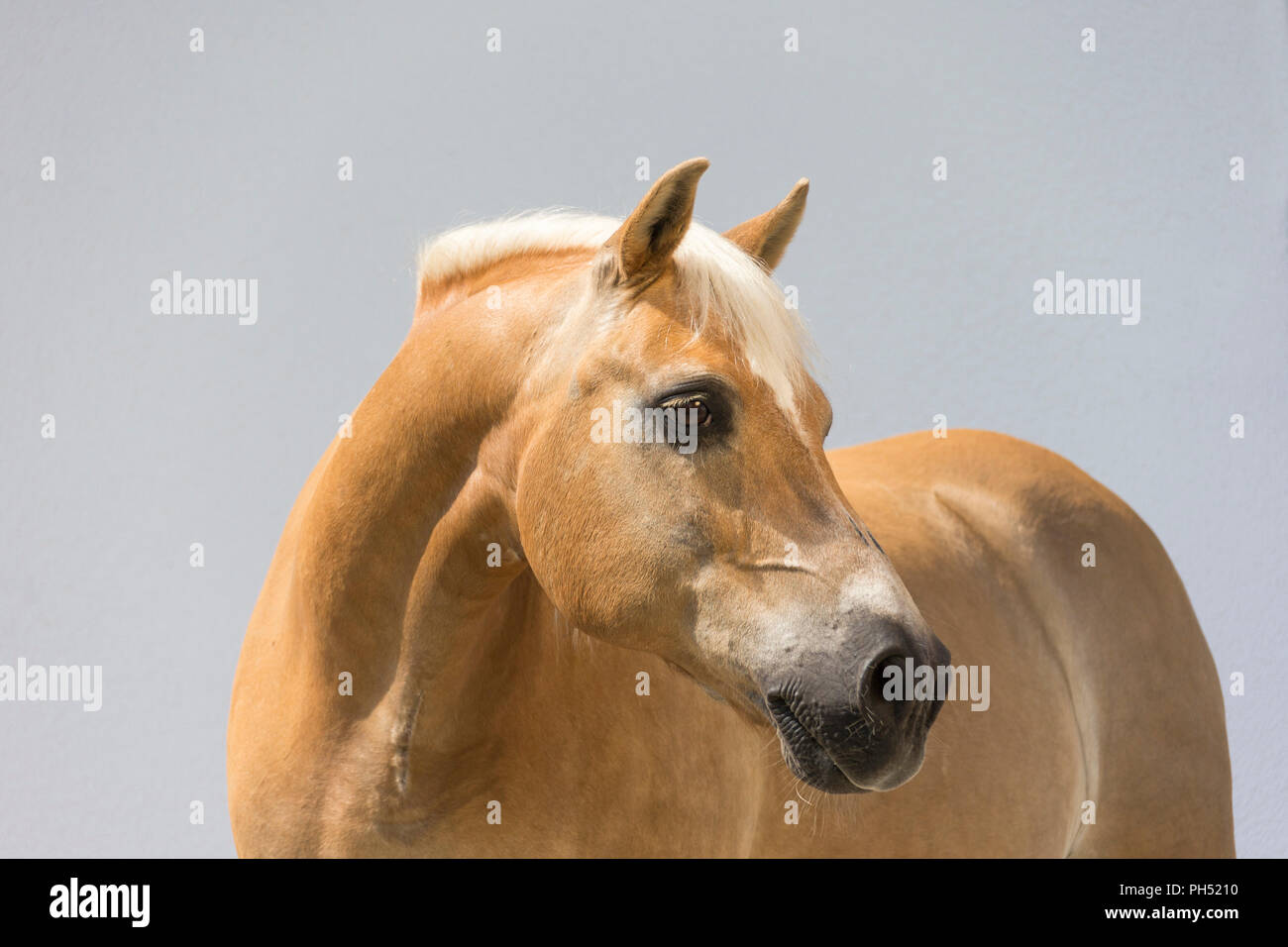 Cavalli di Razza Haflinger. Ritratto di adulto, visto contro uno sfondo grigio. Germania Foto Stock