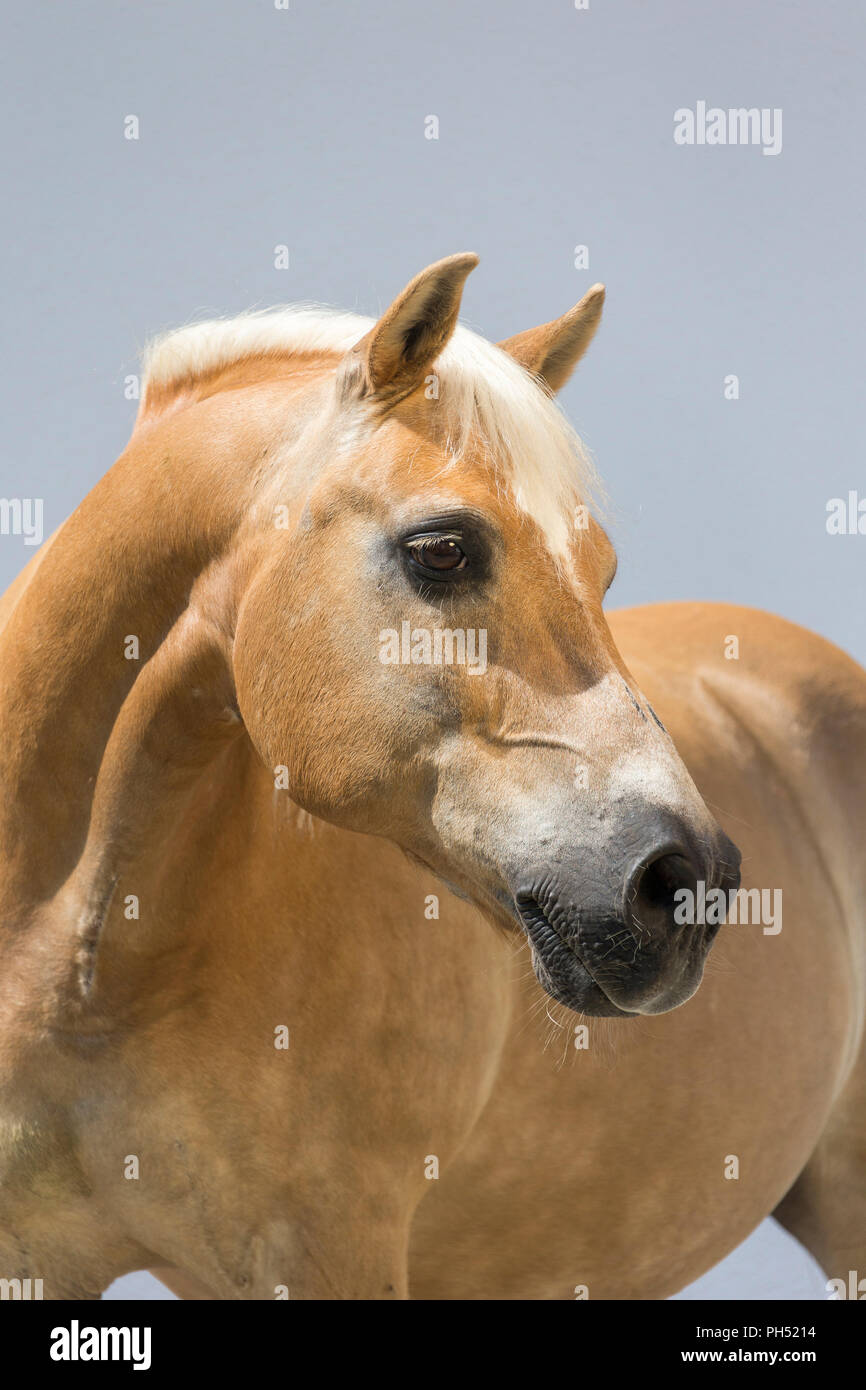 Cavalli di Razza Haflinger. Ritratto di adulto, visto contro uno sfondo grigio. Germania Foto Stock