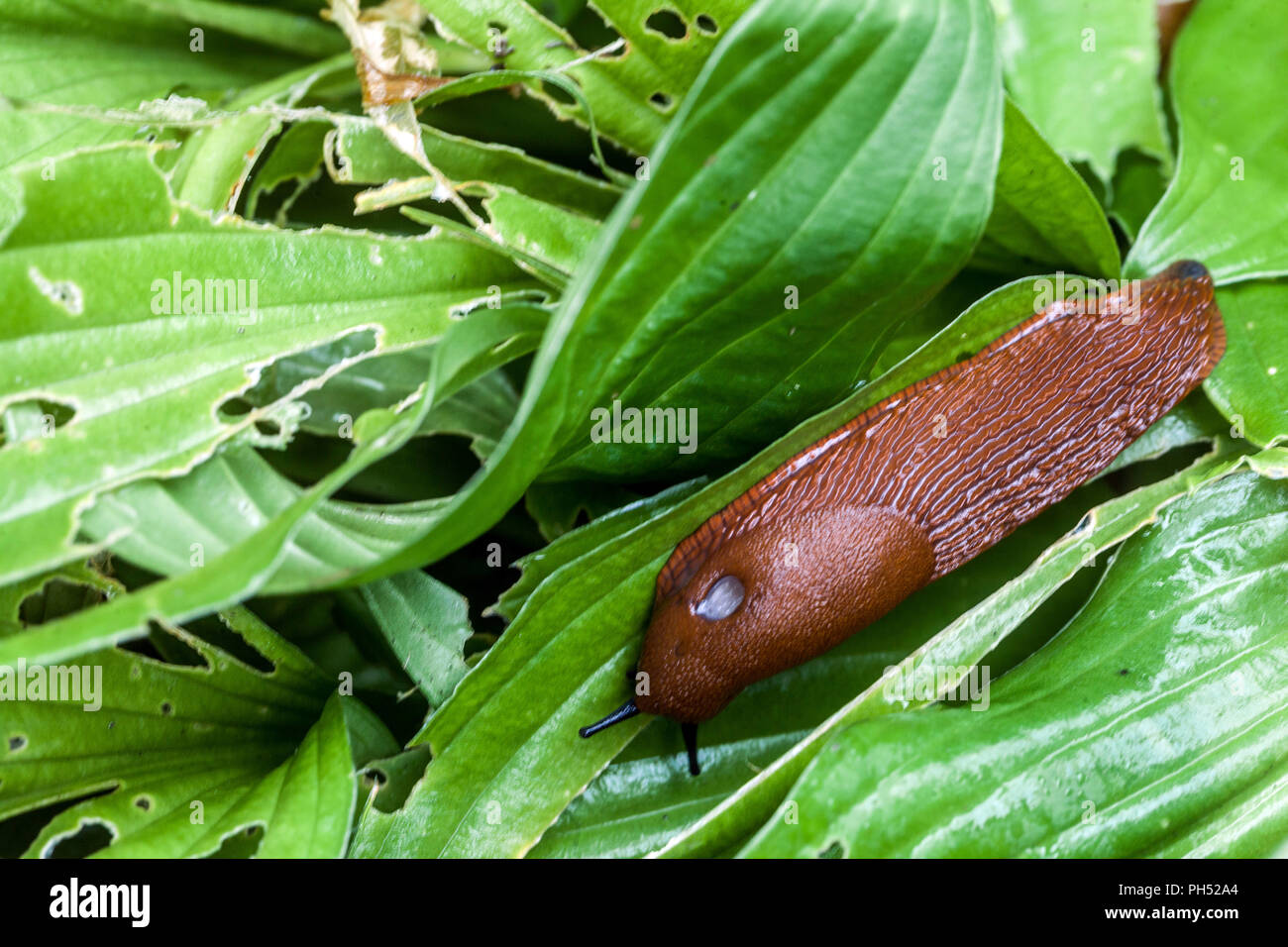 Red Slug, Arion rufus su hosta foglie, Repubblica Ceca, Europa Foto Stock