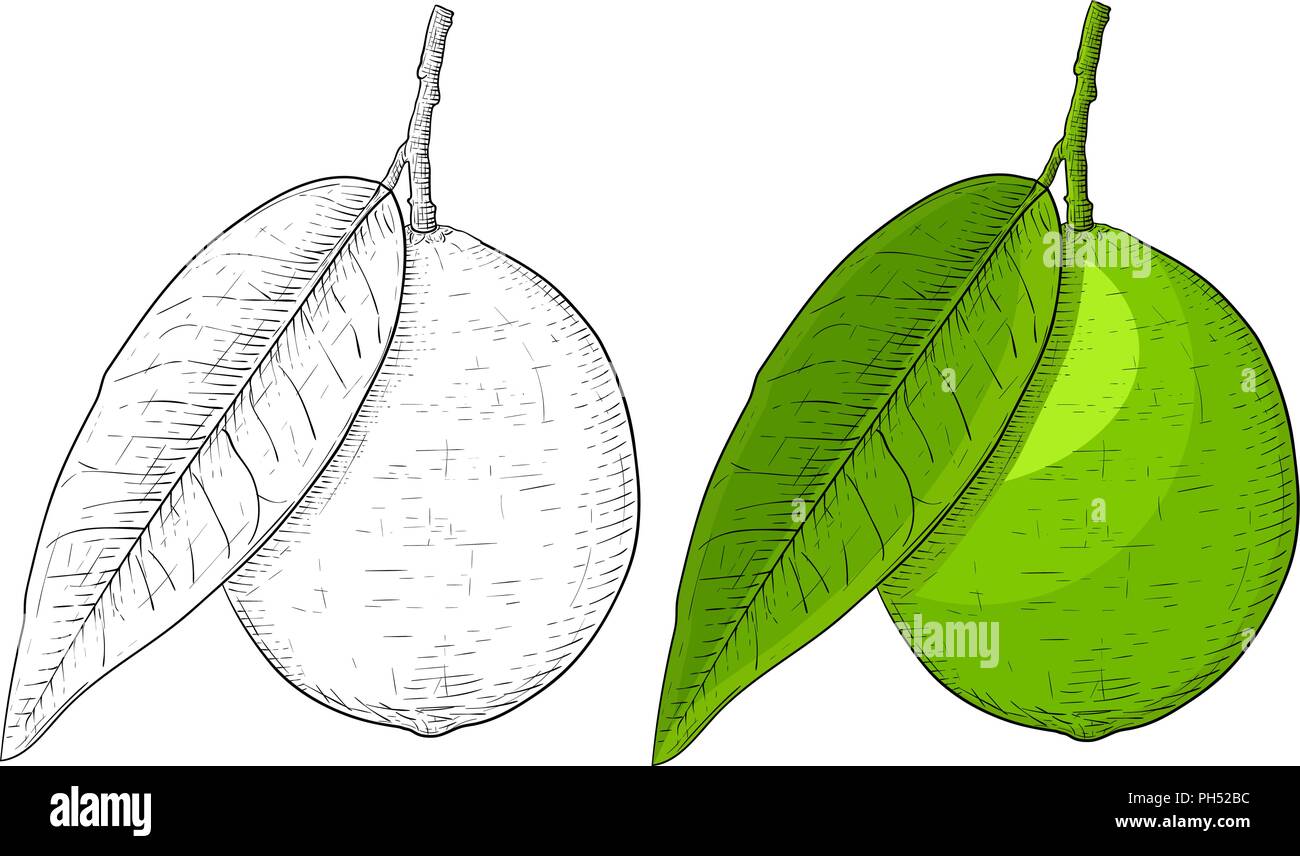 Lime frutti con foglie. Disegnato a mano schizzo di colore e bianco e nero doodle Illustrazione Vettoriale