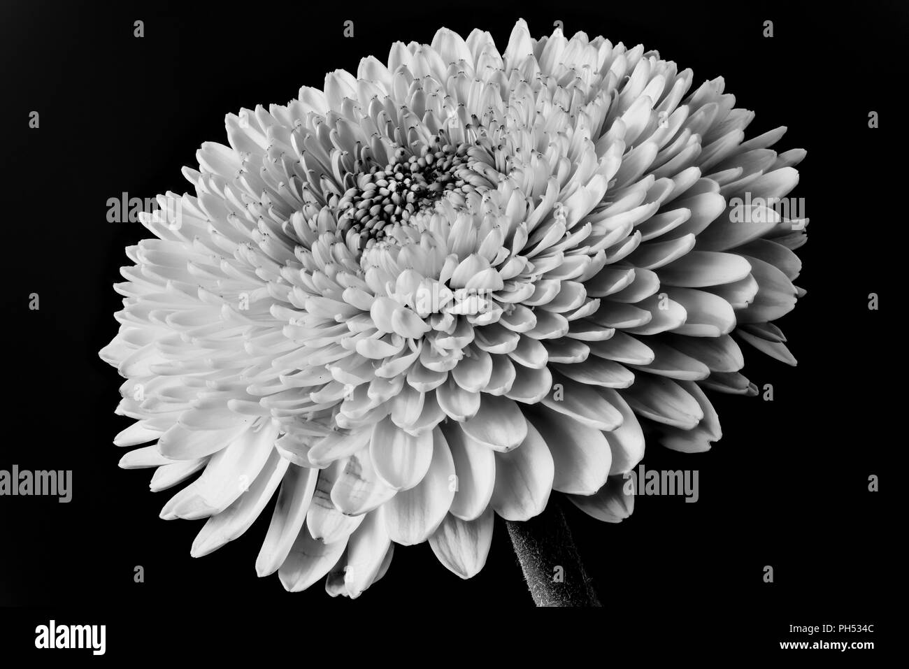 Monocromatici in bianco e nero con motivi floreali arte still life macro dettagliata di un singolo isolato gerbera fiore su sfondo nero Foto Stock