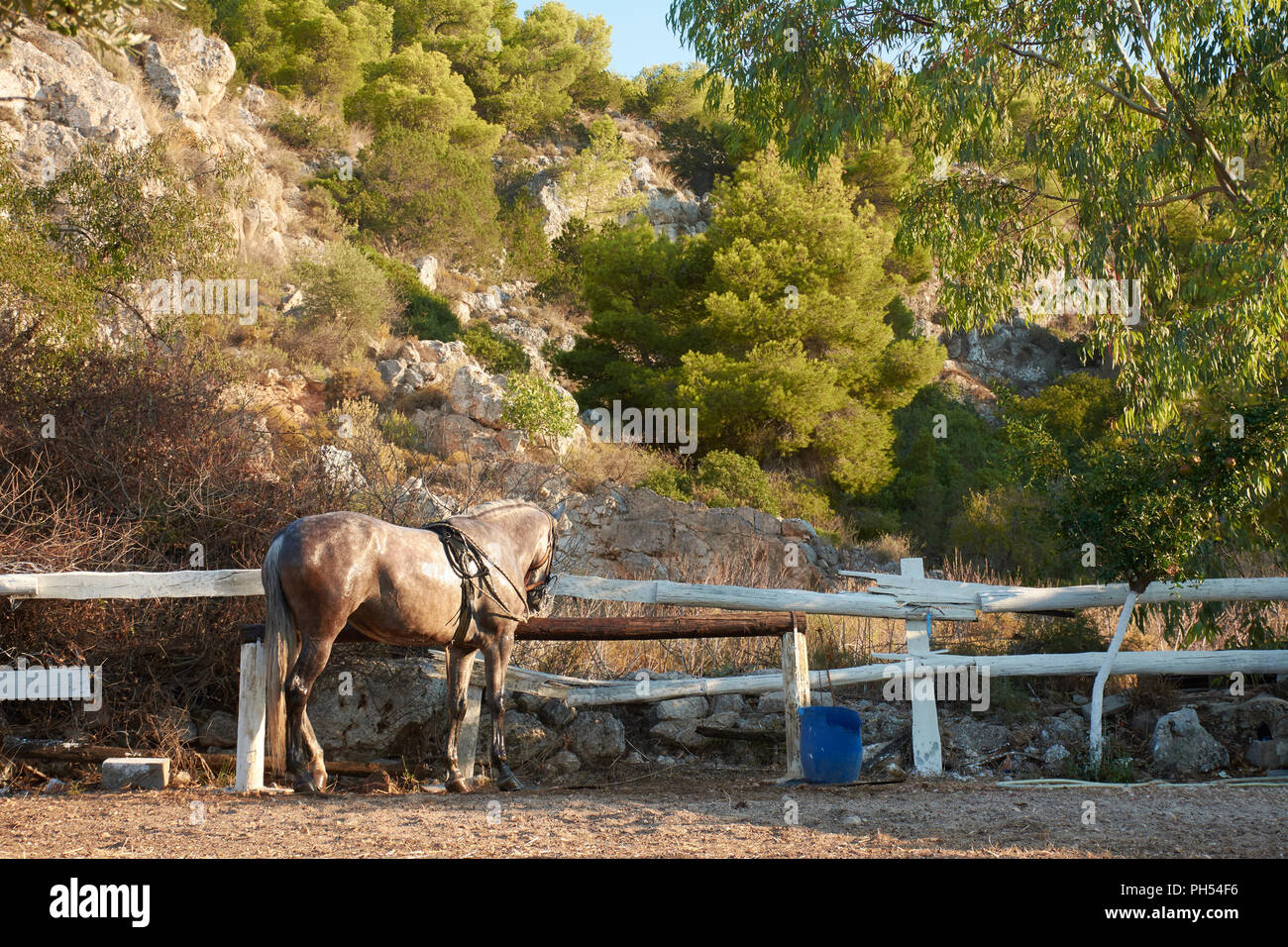 Un infelice cavallo in una foresta libera ma non libera e imprigionato in una foresta verde tra alberi accanto a una roccia una enorme roccia Foto Stock