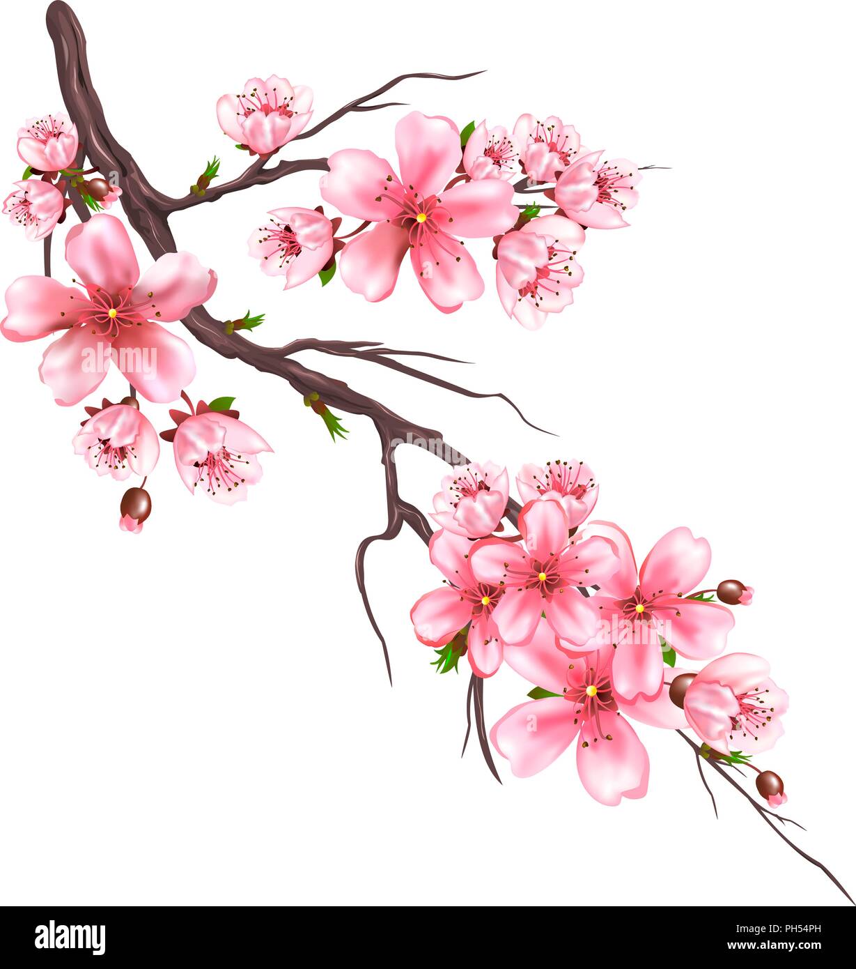 Fioritura il ramo di un albero di sakura su uno sfondo bianco. Fiori di colore rosa su un ramo di albero. Ciliegia giapponese fioritura. Illustrazione Vettoriale