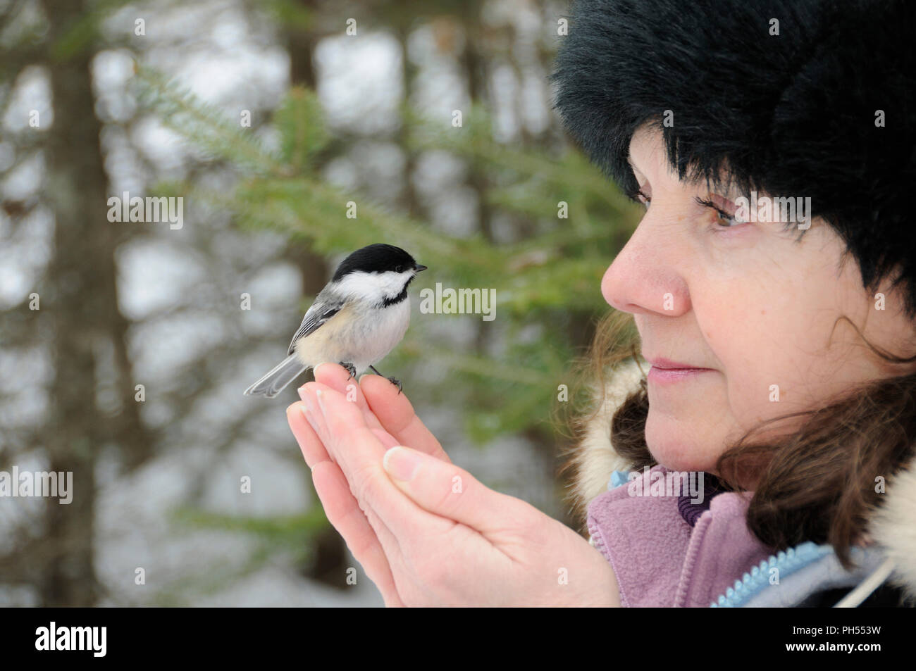 Luisa bird femmina con nero tappato con un sfondo bokeh di fondo nella foresta.nel suo ambiente naturale circostante adn. Foto Stock