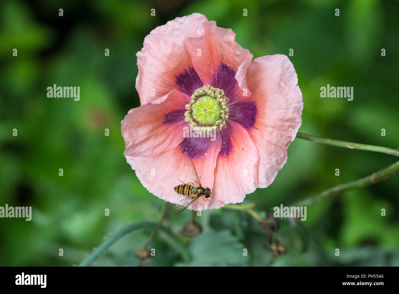 Hoverfly sul selvaggio fiore di papavero Foto Stock