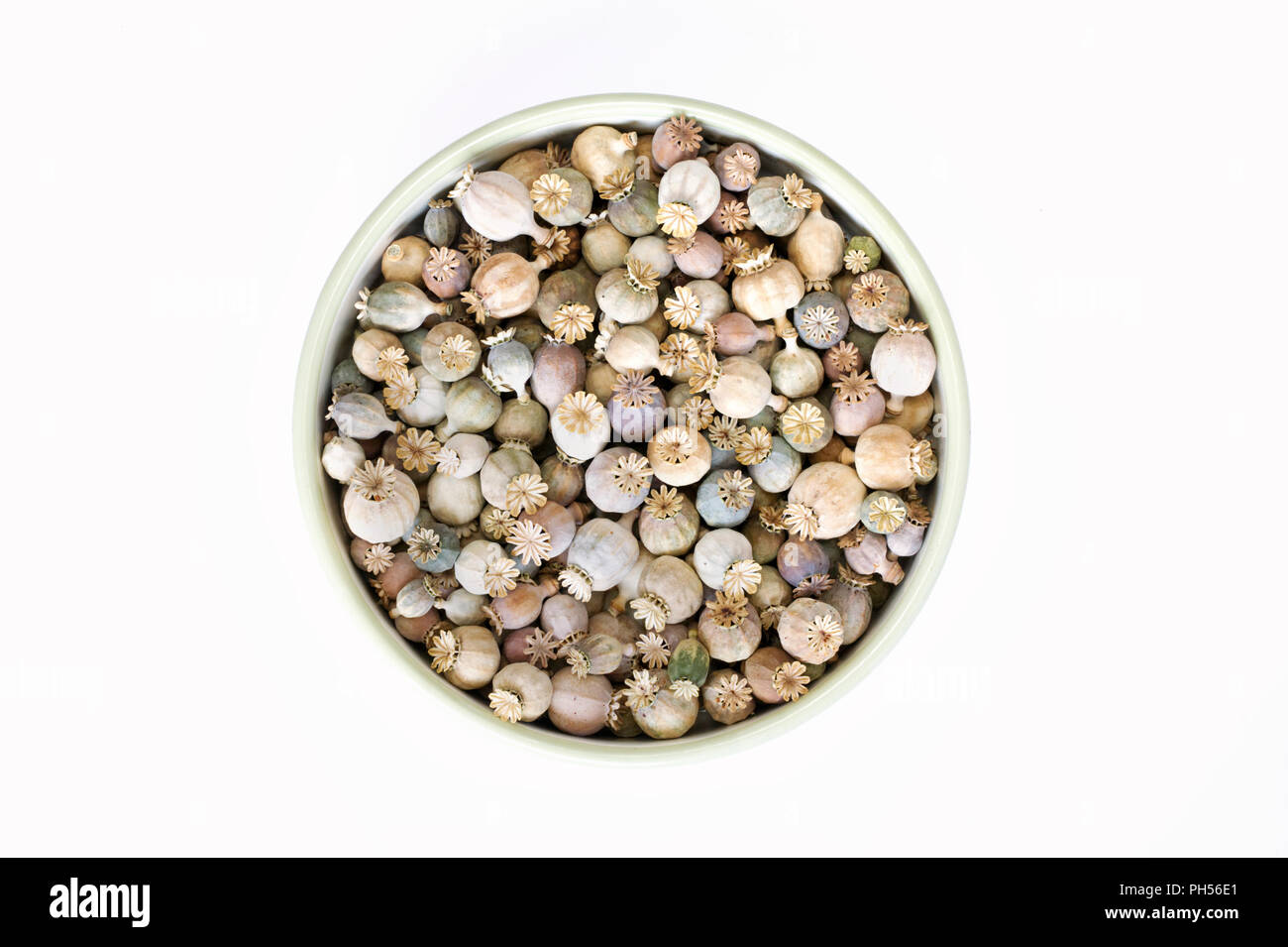 Papaver somniferum. Seedheads di papavero in un recipiente di smalto. Foto Stock Papaver somniferum. Seedheads di papavero in un recipiente di smalto. Foto Stock
