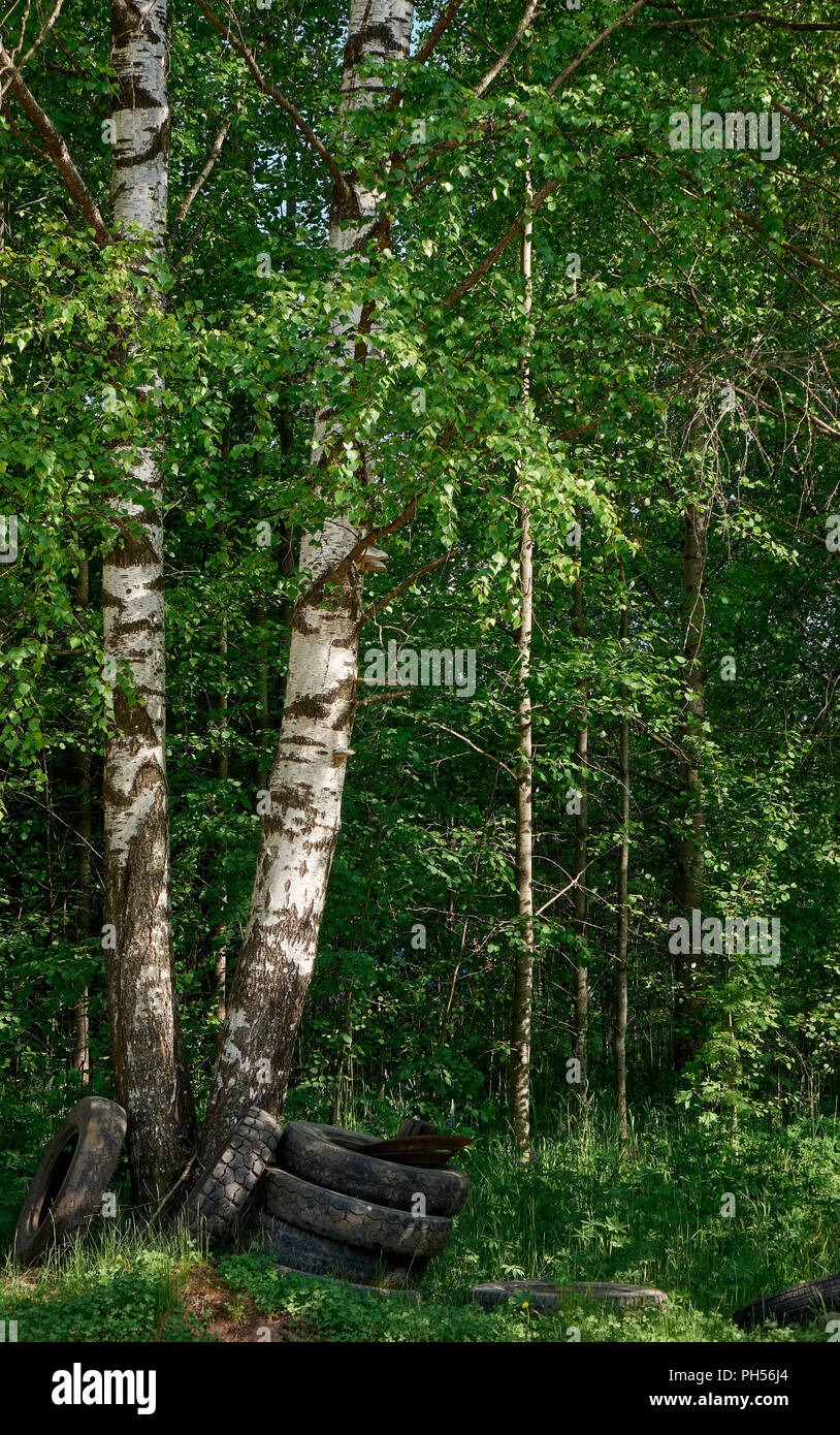 Due tronchi di betulla vicini gli uni agli altri nella foresta con alcuni vecchi pneumatici al di sotto Foto Stock
