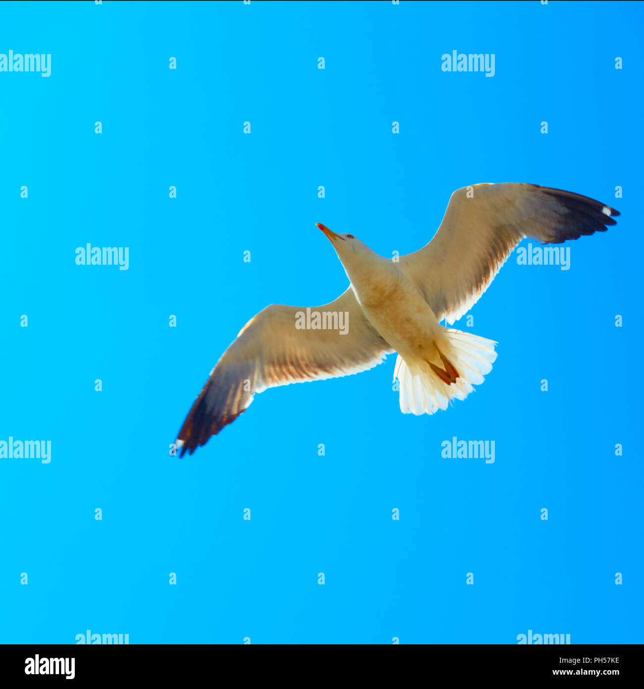 Flying sea gull contro il cielo blu Foto Stock