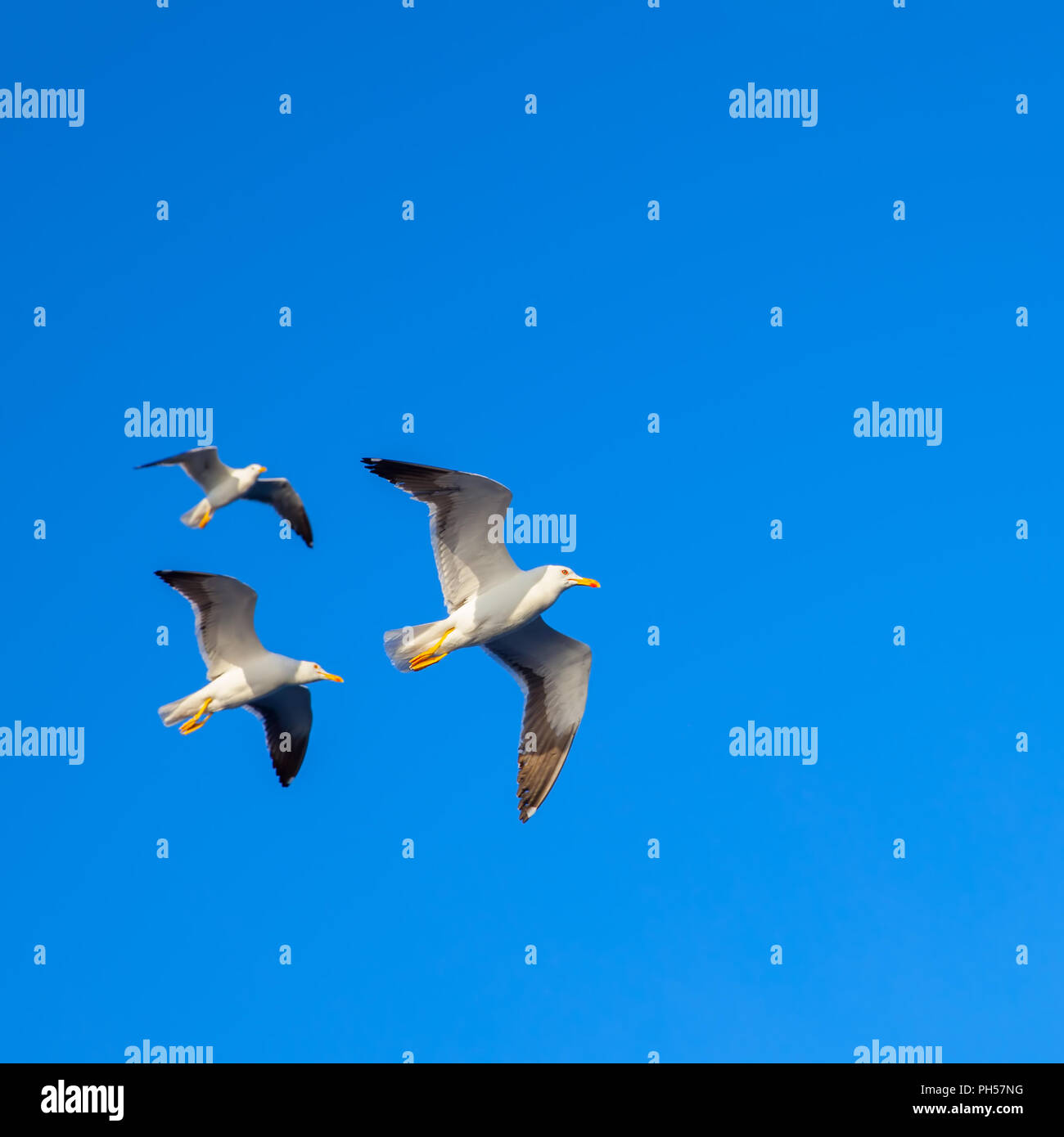 Flying gabbiani contro il cielo blu. Spazio per il testo Foto Stock