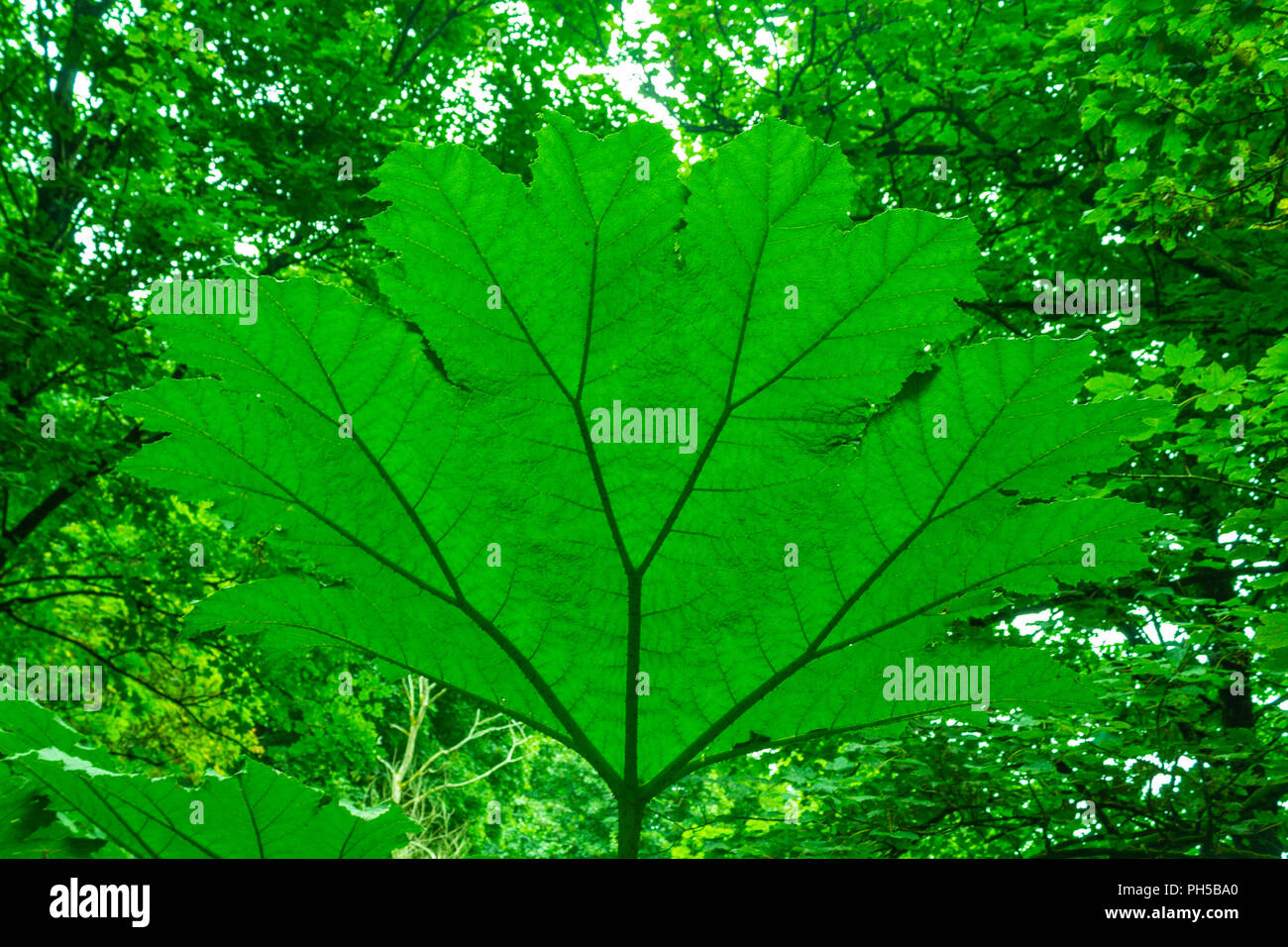 La parte inferiore di un gigante di rabarbaro, Gunnera tintura, Gunnera foglie in una radura del bosco. Foto Stock