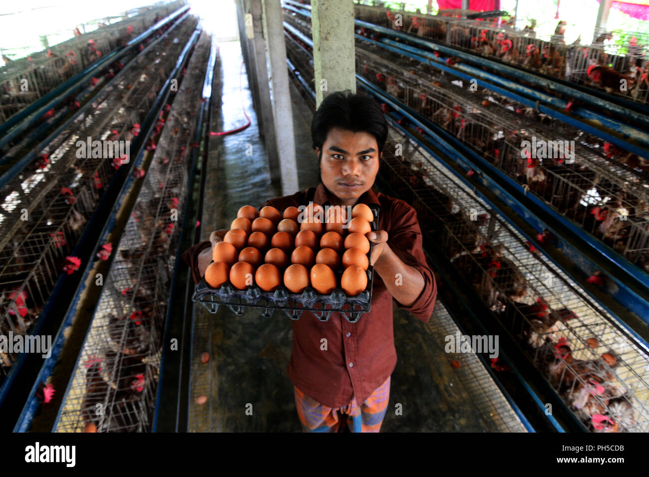 Un operaio del Bangladesh raccoglie uova presso l'azienda avicola Doulatpour Village, periferia di Dhaka in Bangladesh, il 24 agosto 2018. Azienda agricola di pollame è Foto Stock