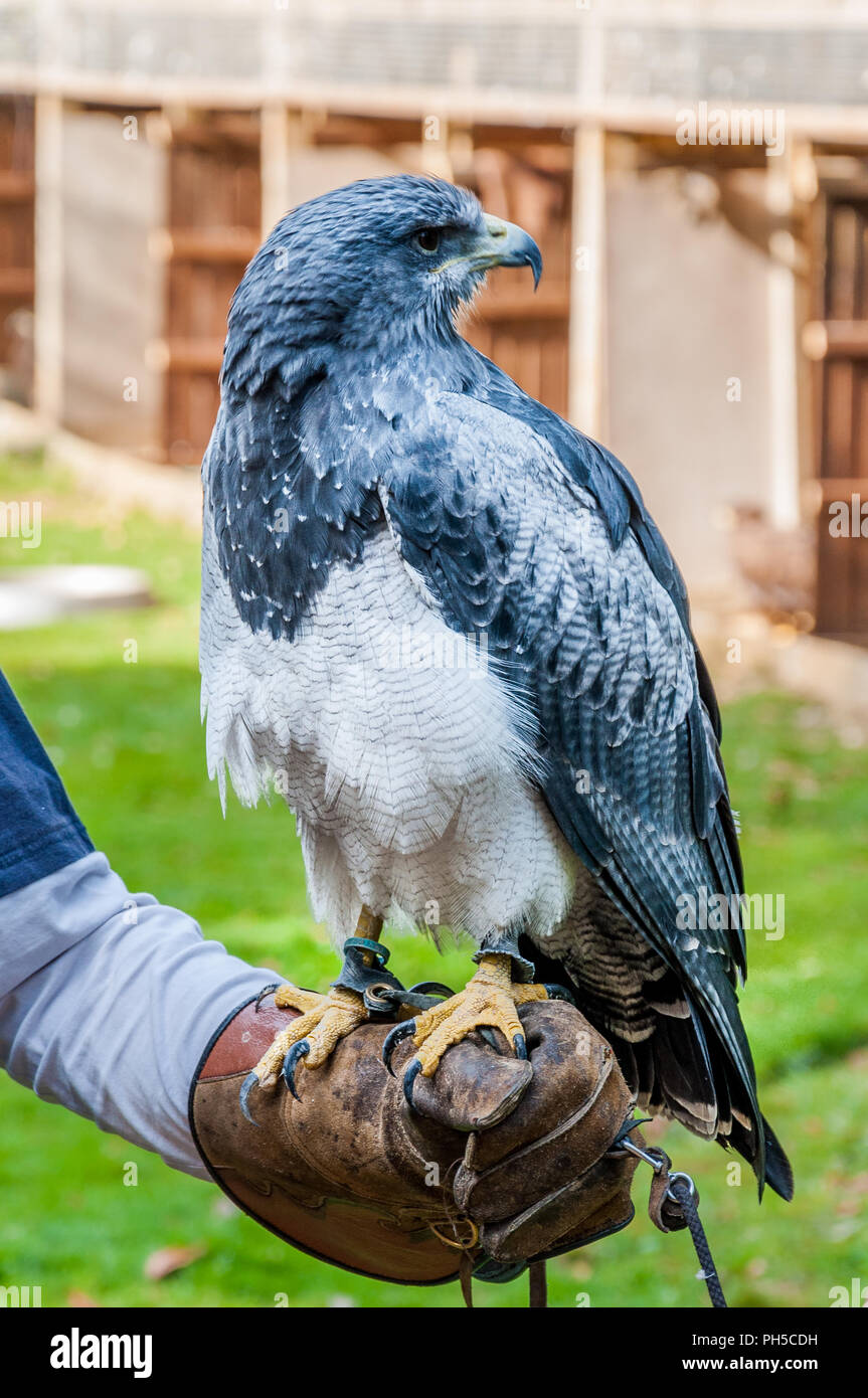 Un cileno blu Aquila, in piedi sul suo falconer (austringer) Foto Stock